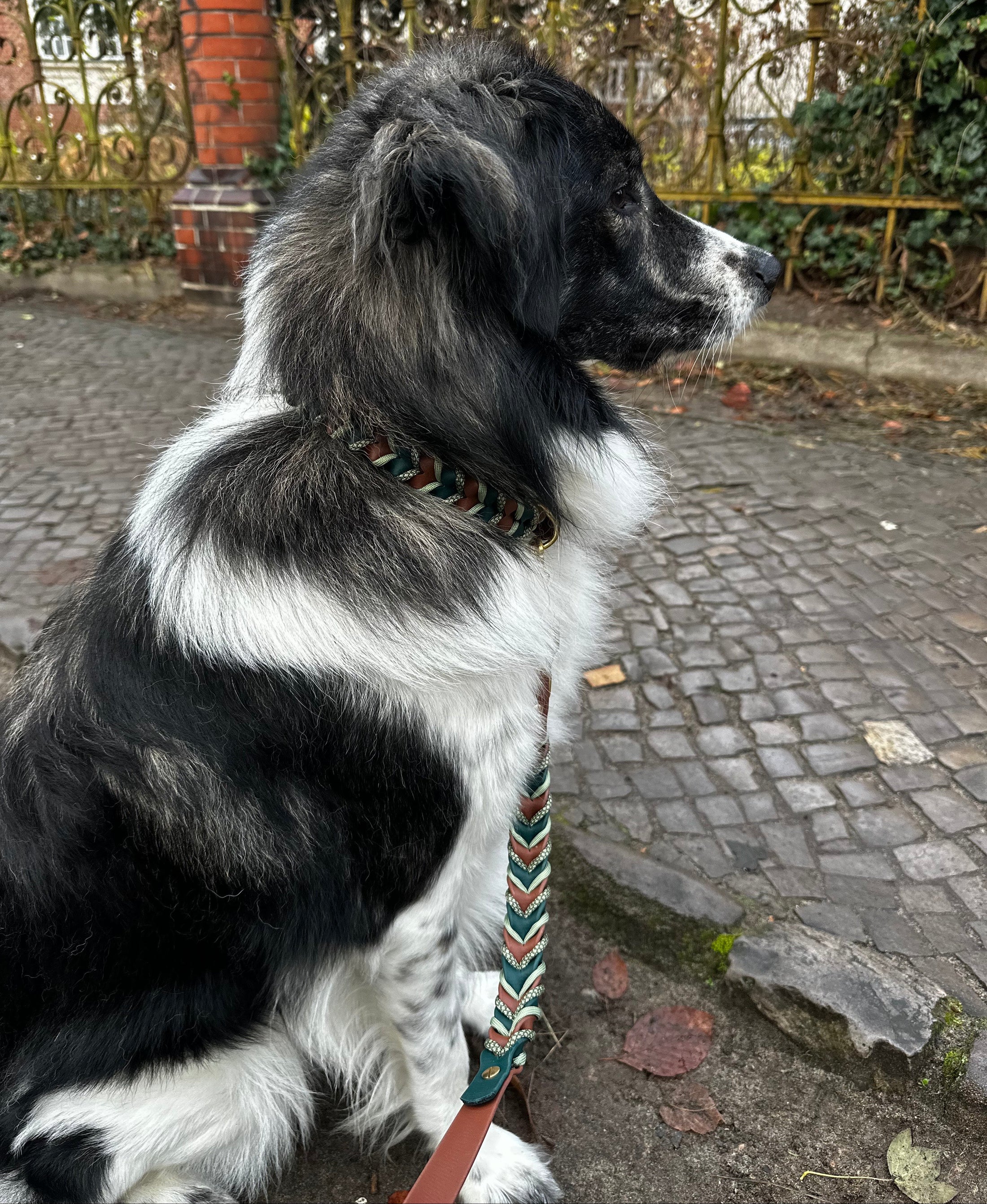 Halsband Holly 2.0 – handgefertigt aus BioThane® von LucyLu Design®