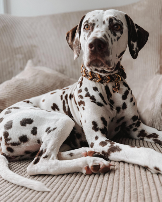 Leder Hundeleine „Leo“ handgemacht