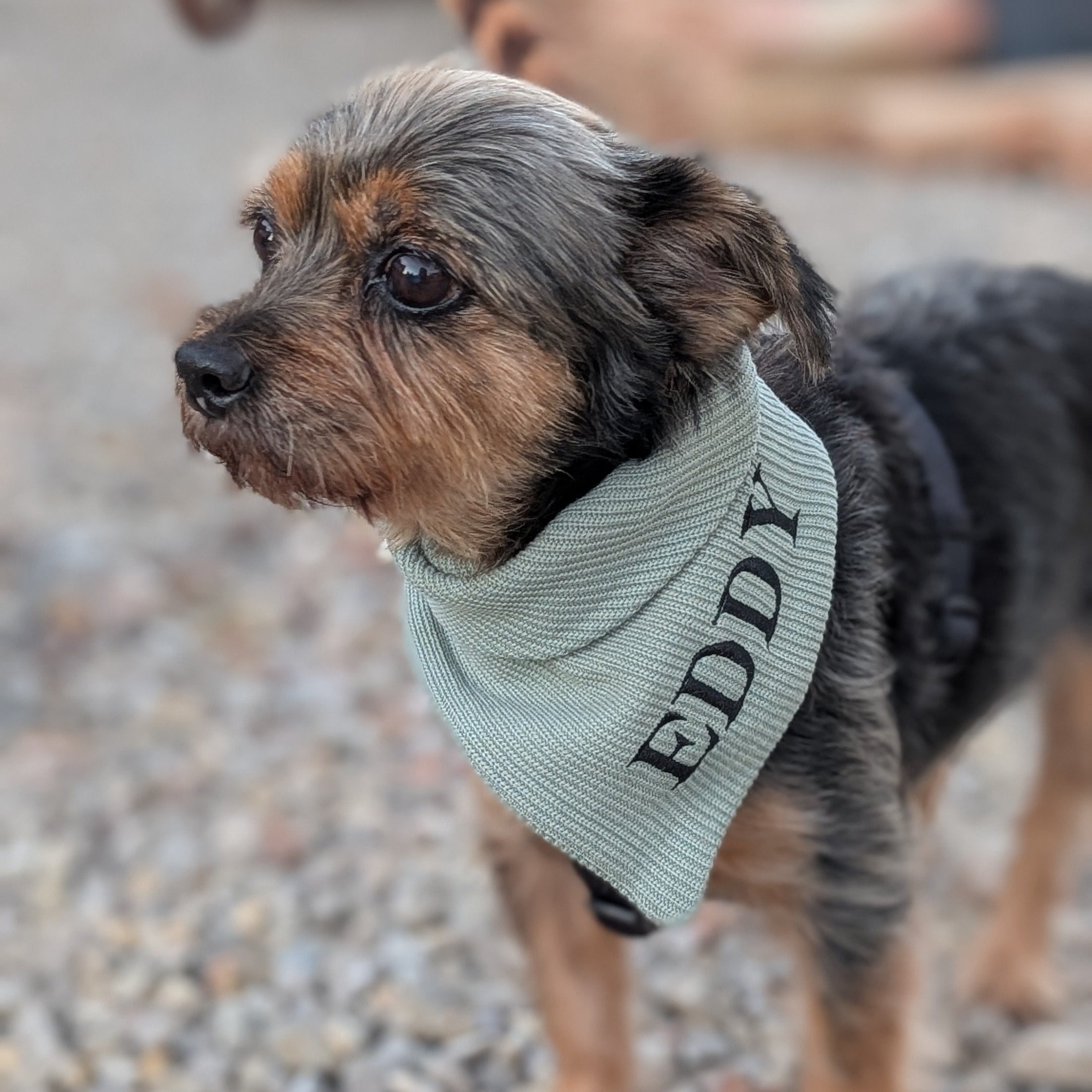 Strick-Bandana Evergreen – handgefertigtes Hundebandana aus Wolle, personalisierbar mit Namen