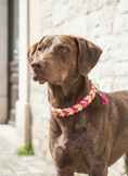 Bild in Galerie-Betrachter laden, BioThane Halsband Candy Cream 2.0 – Pastellgelb & Pink
