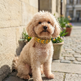 Bild in Galerie-Betrachter laden, Leder Hundehalsband Bright aus Leder in frischer Frühlingsfarbwelt – handgemacht von LucyLu Design®

