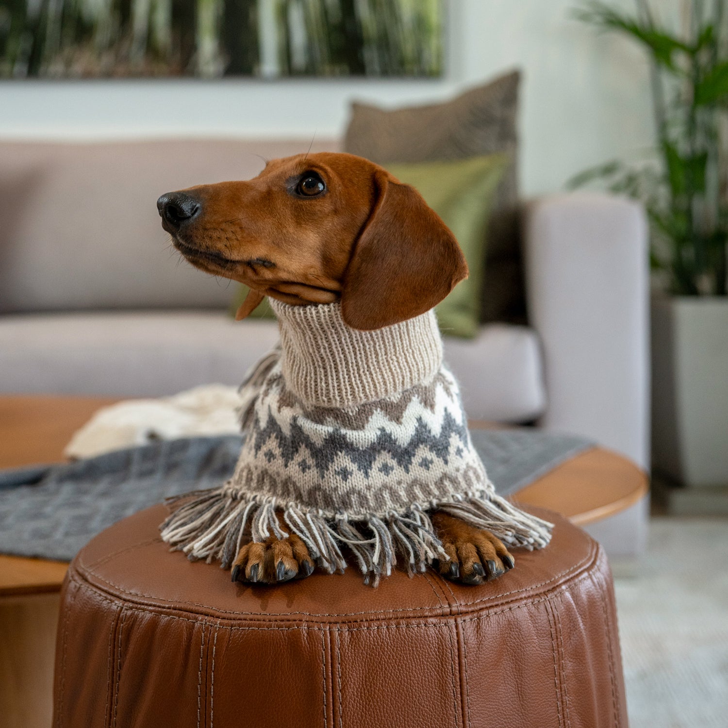 Hundeponcho Woolly Winter – handgefertigt von Alqo Wasi aus Alpakawolle.