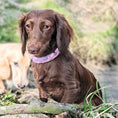 Bild in Galerie-Betrachter laden, Calma Blush Hundehalsband mit geflochtenem Detail aus Paracord in Lila und Rosa

