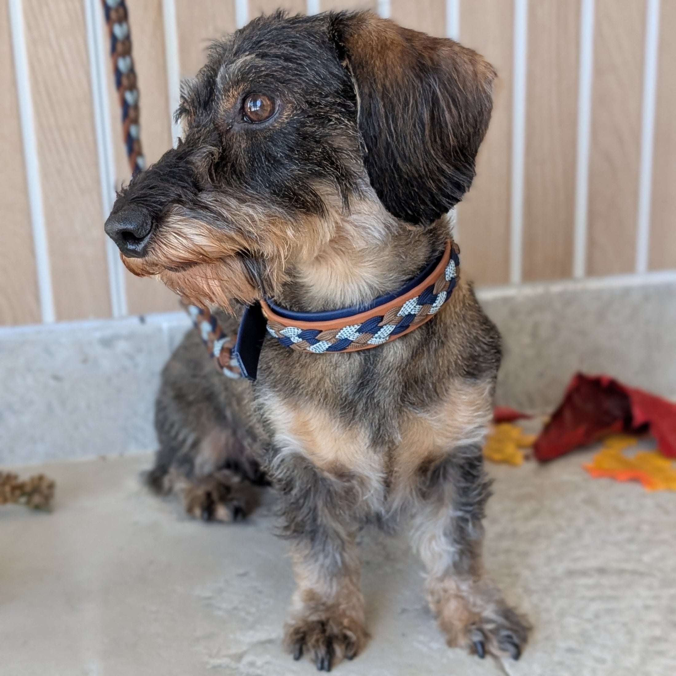 Calma Blue Oak – geflochtenes Hundehalsband, Autumn Leaf Kollektion