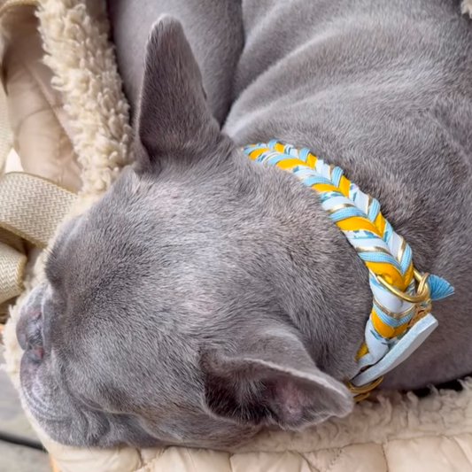 Lederhalsband, Hundeaccessoires, Hundehalsband