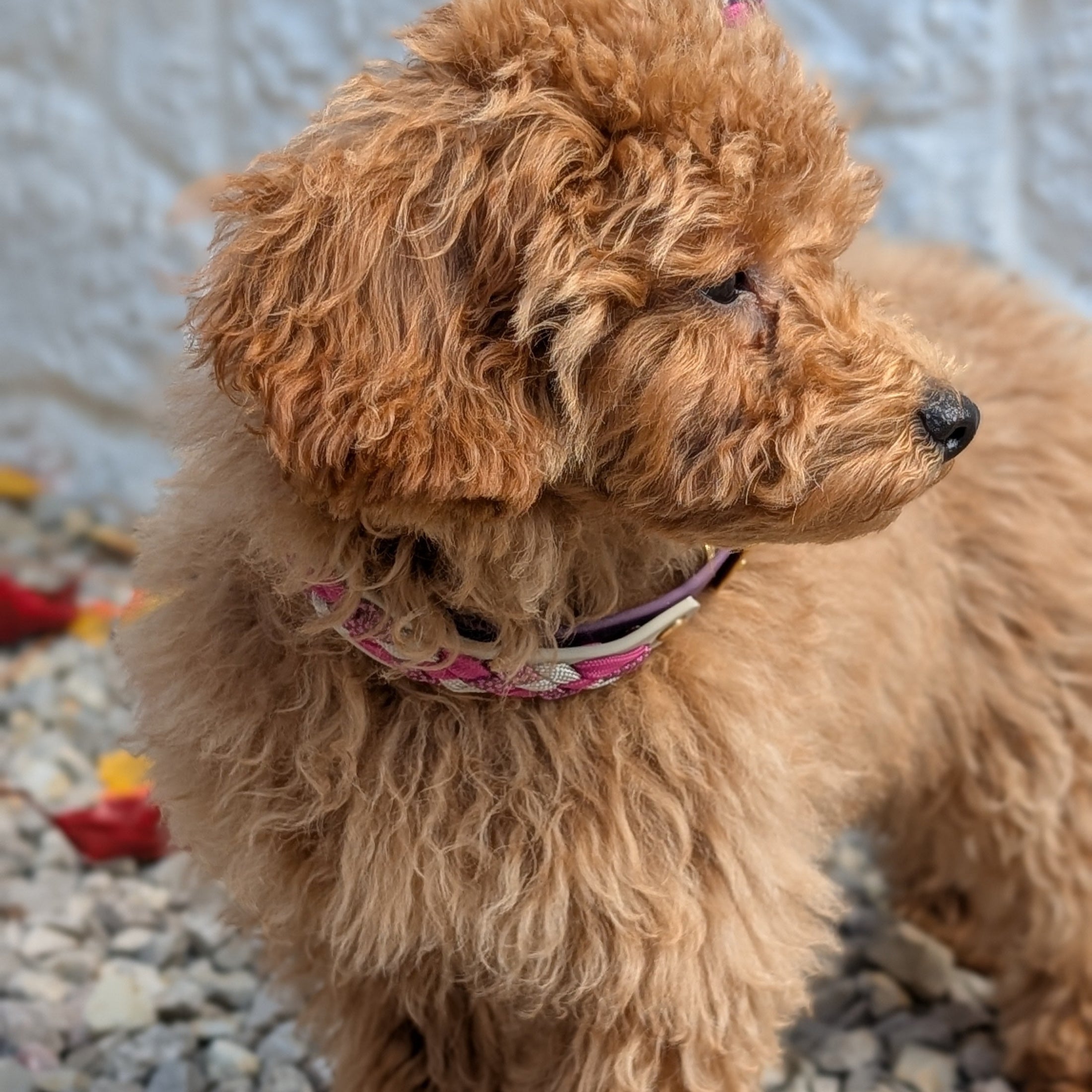 Calma Autumn Berry – geflochtenes Hundehalsband, Autumn Leaf Kollektion