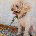 Bild in Galerie-Betrachter laden, Calma Muddy Forest – geflochtenes Hundehalsband, Autumn Leaf Kollektion
