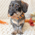Bild in Galerie-Betrachter laden, Leder Hundehalsband Whiskey Ember – Herbstkollektion LucyLu Design®
