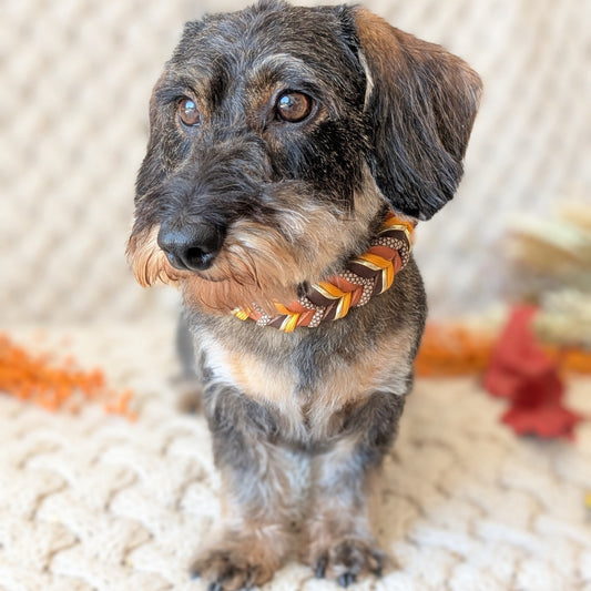 Leder Hundehalsband Whiskey Ember – Herbstkollektion LucyLu Design®