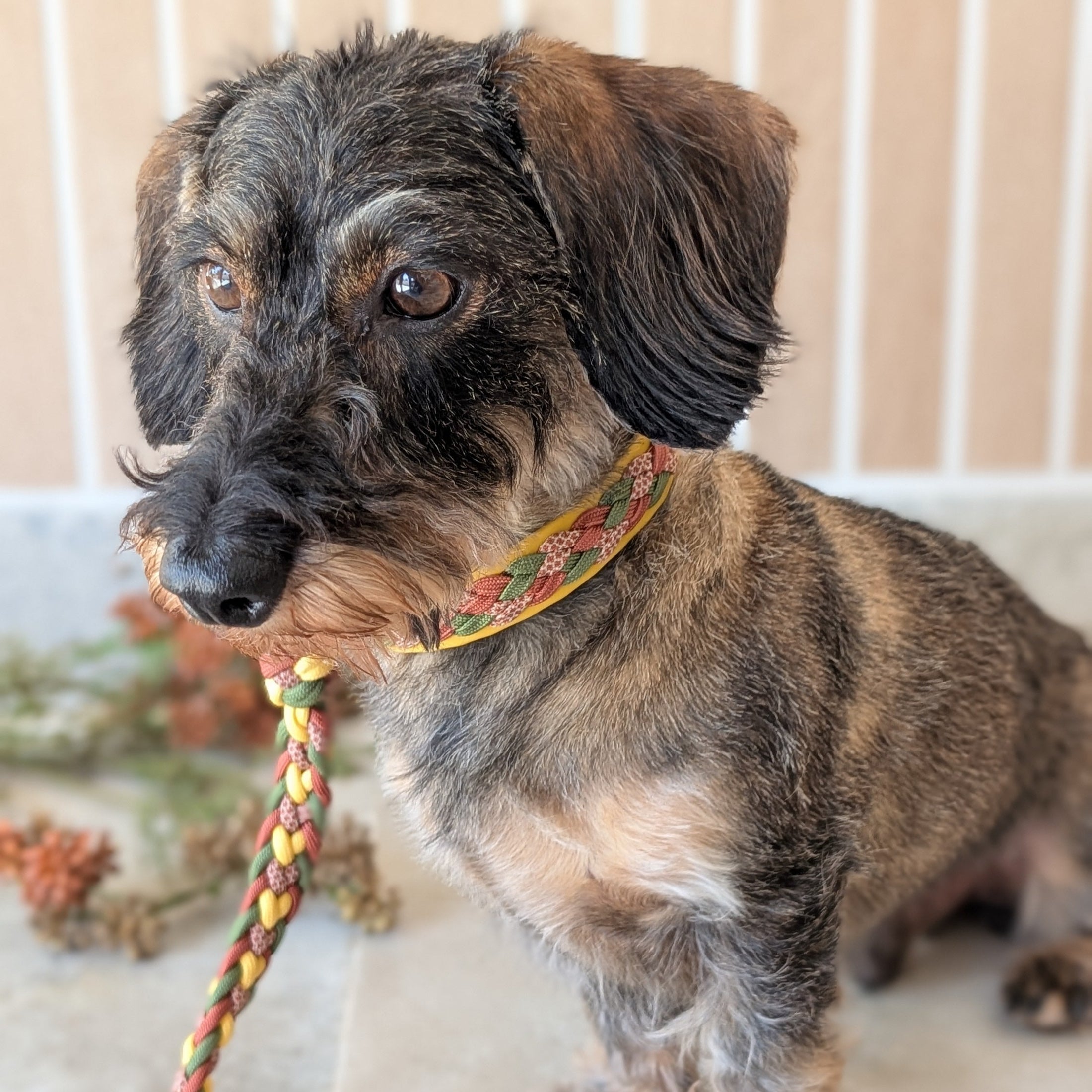 Calma Autumn Leaf – geflochtenes Hundehalsband, Autumn Leaf Kollektion