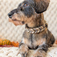 Bild in Galerie-Betrachter laden, Leder Hundehalsband Muddy Forest – Herbstkollektion LucyLu Design®
