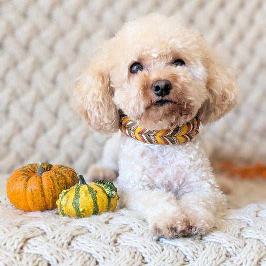 Leder Hundehalsband Autumn Leaf – Herbstkollektion LucyLu Design®