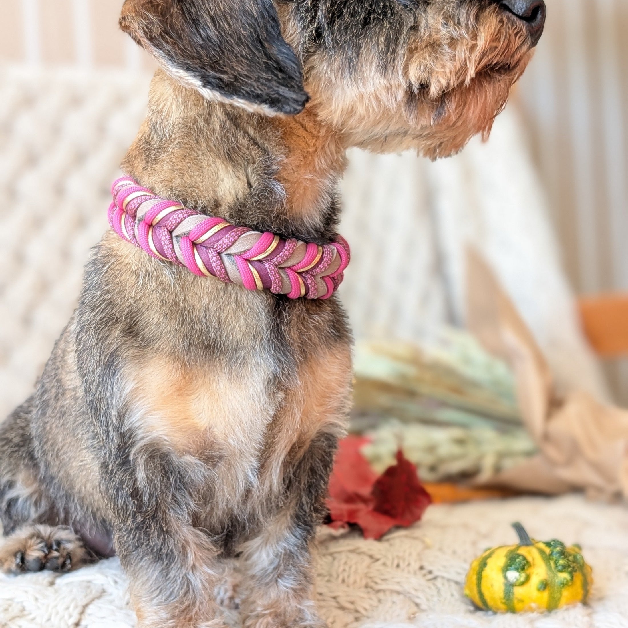 Leder Hundehalsband Autumn Berry – Herbstkollektion LucyLu Design®