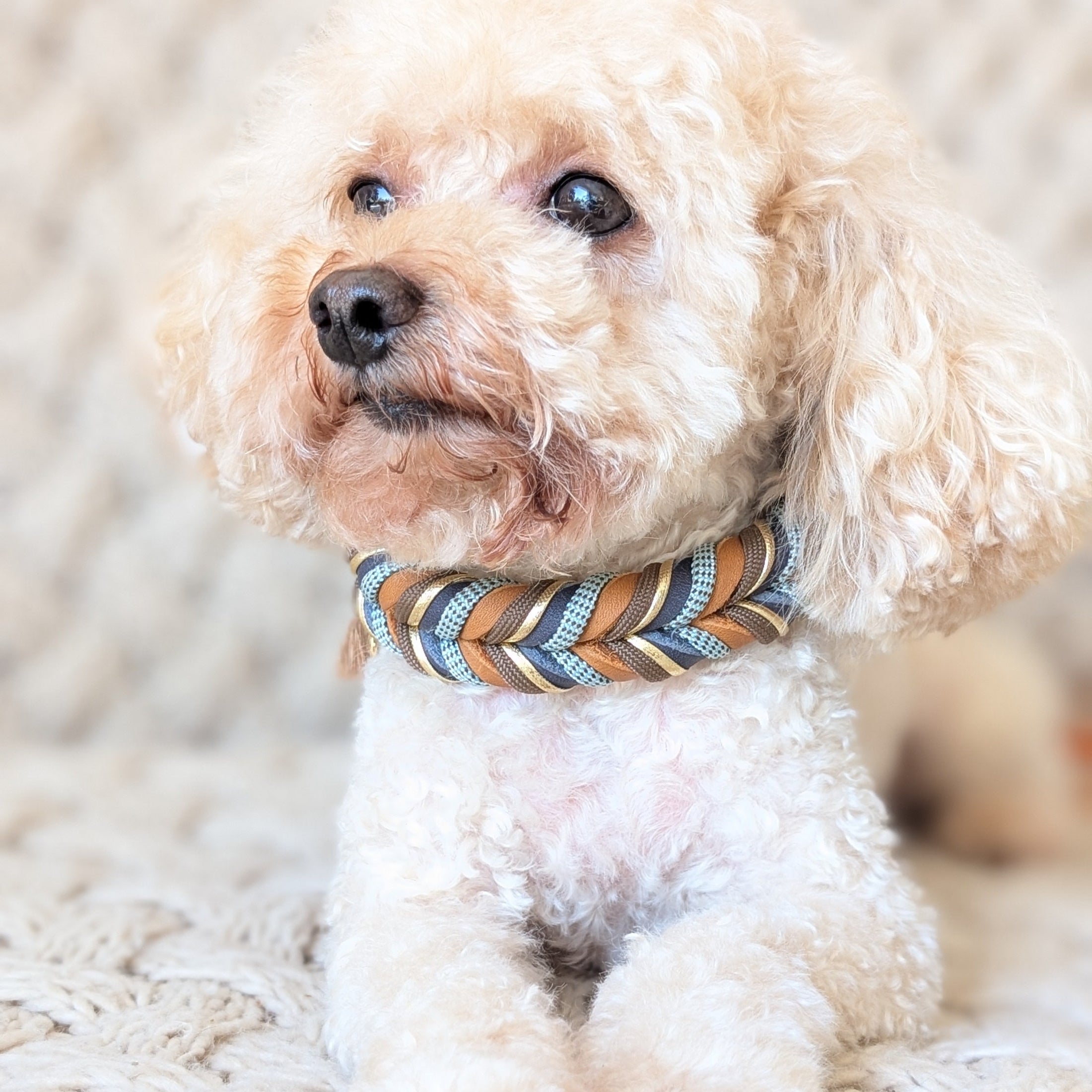 Hund mit Lederhalsband Blue Oak in Dunkelblau & Cognac