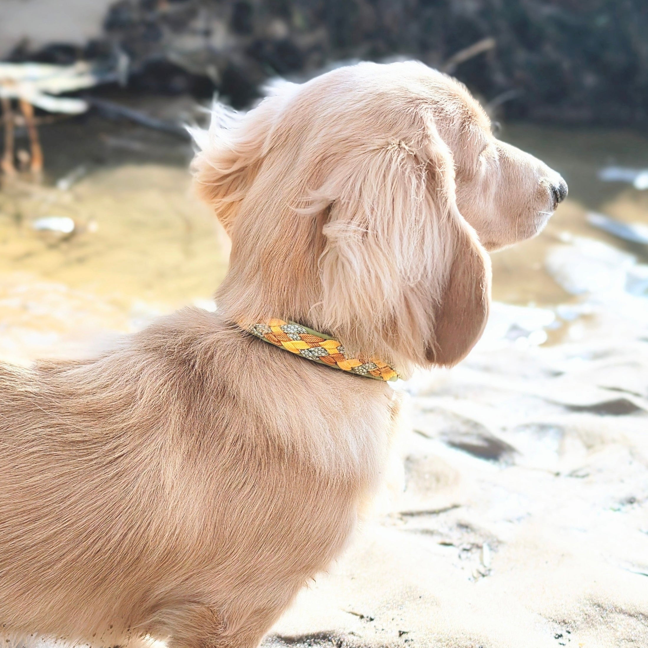 Calma Bright Hundehalsband mit geflochtenem Detail aus Paracord in Grün und Gelb