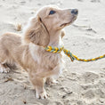 Bild in Galerie-Betrachter laden, BioThane Halsband Bright 2.0 – strahlendes Frühlingsdesign
