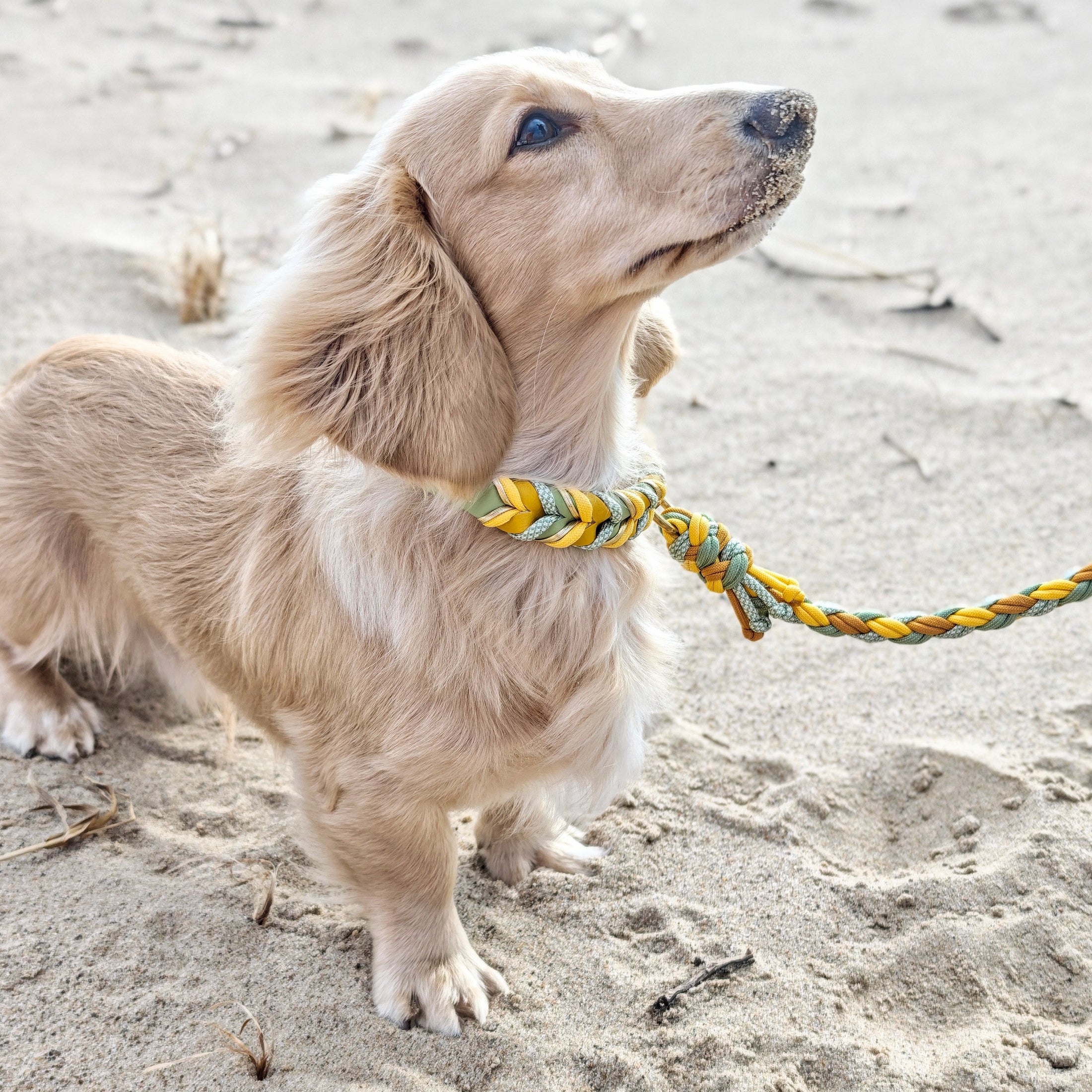 BioThane Halsband Bright 2.0 – strahlendes Frühlingsdesign