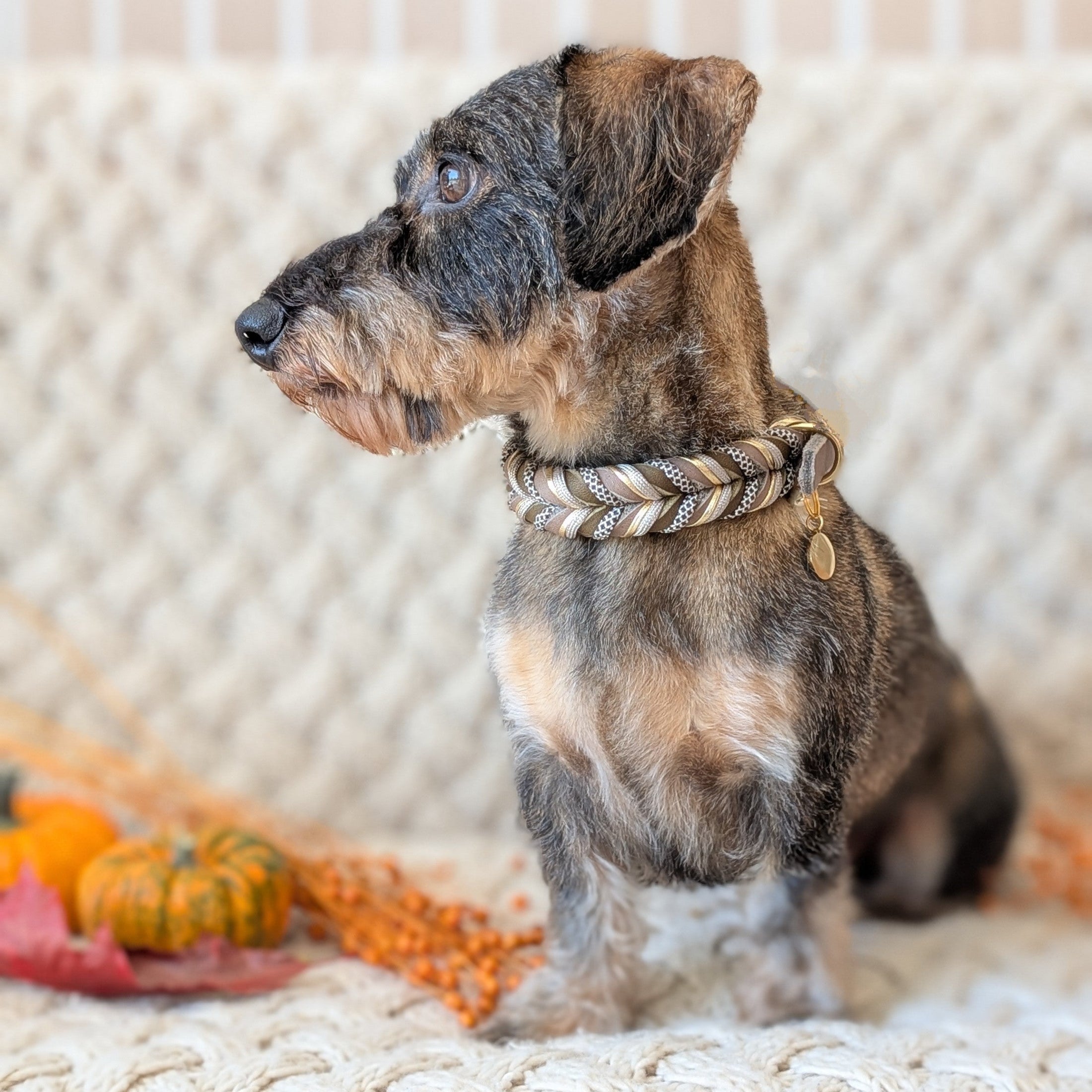 Leder Hundehalsband Muddy Forest – Herbstkollektion LucyLu Design®