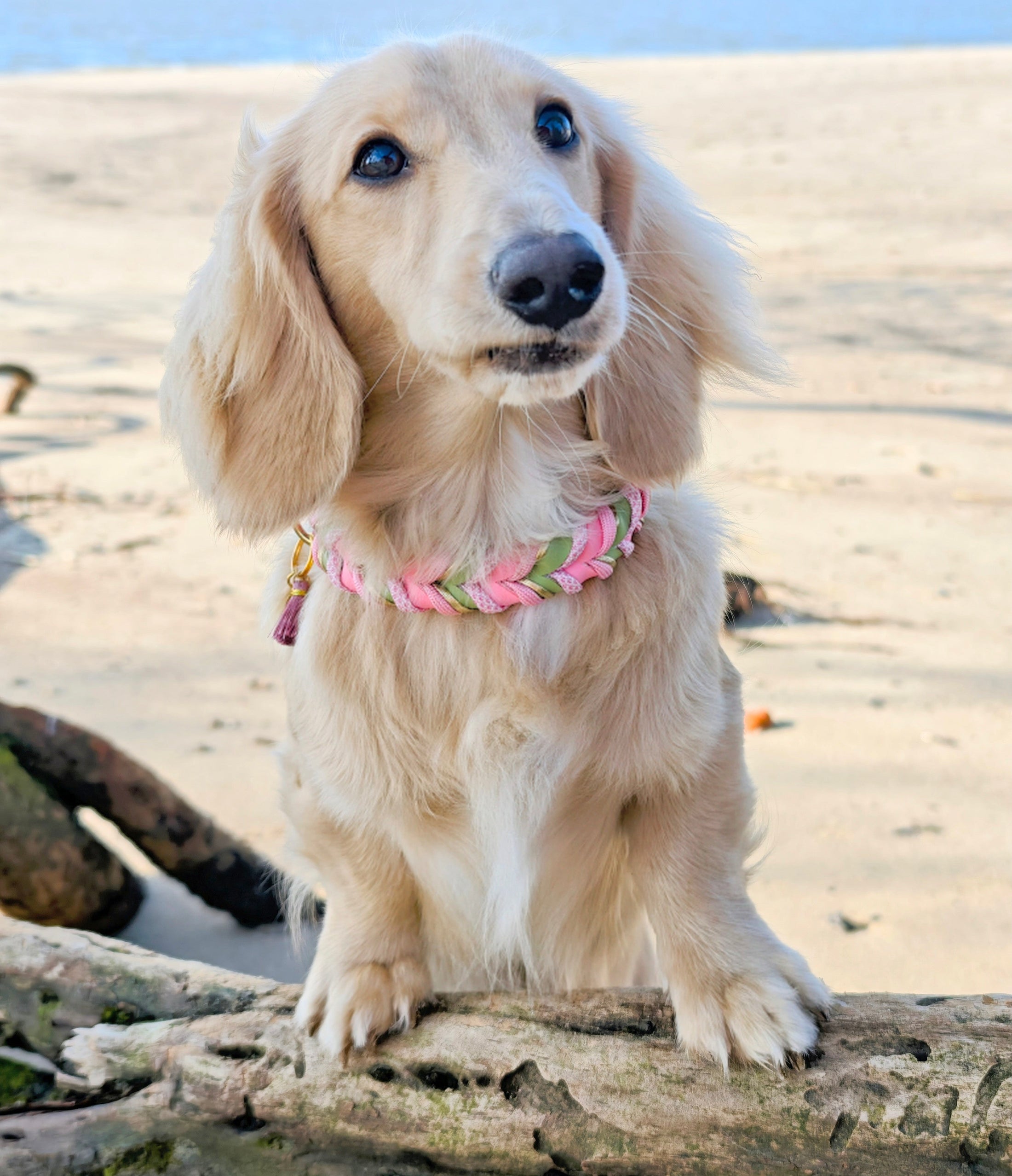 BioThane Halsband Bloom 2.0 – frisches Frühlingsdesign