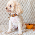 Bild in Galerie-Betrachter laden, Leder Hundehalsband Whiskey Ember – Herbstkollektion LucyLu Design®
