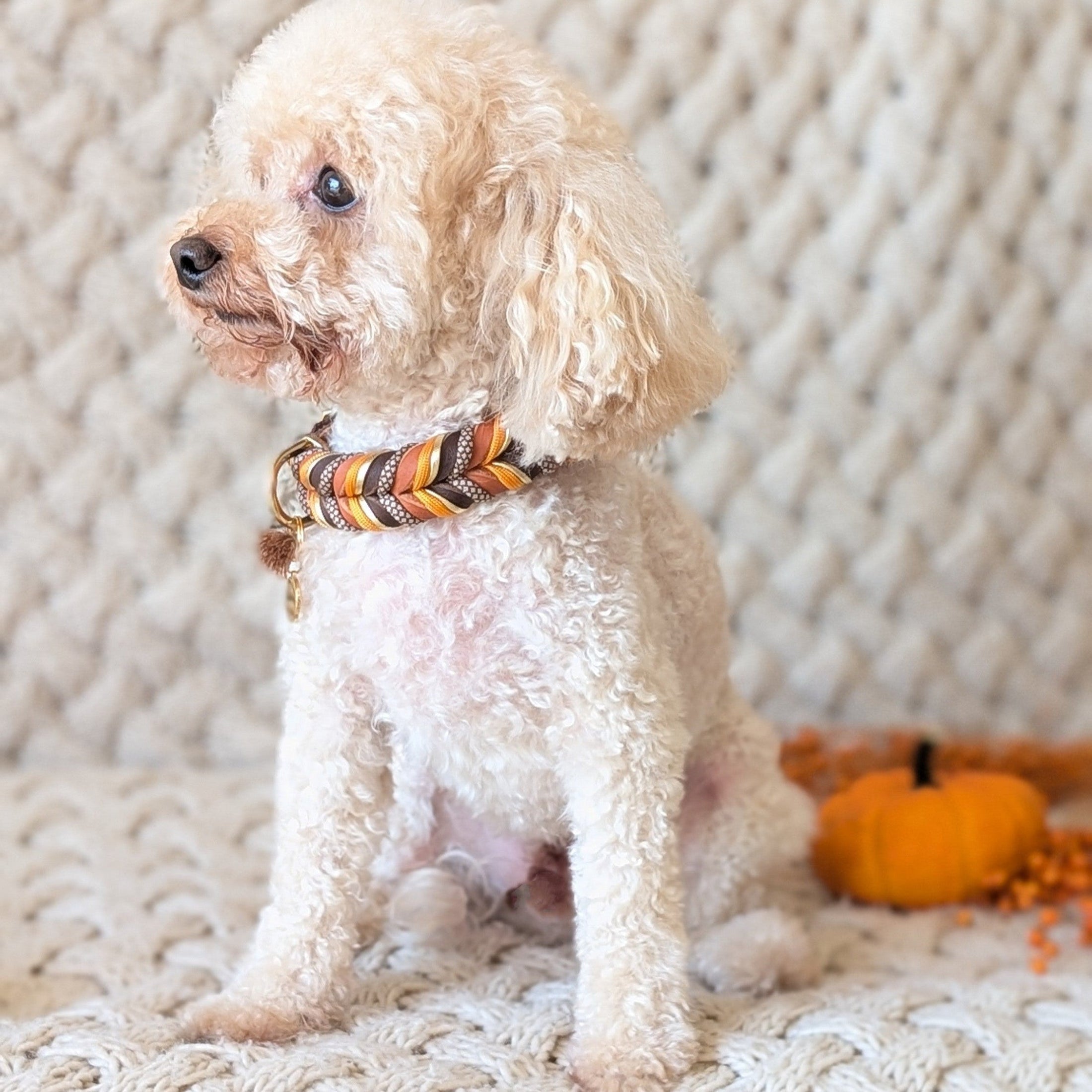 Leder Hundehalsband Whiskey Ember – Herbstkollektion LucyLu Design®