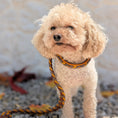 Bild in Galerie-Betrachter laden, Calma Whiskey Amber – geflochtenes Hundehalsband, Autumn Leaf Kollektion
