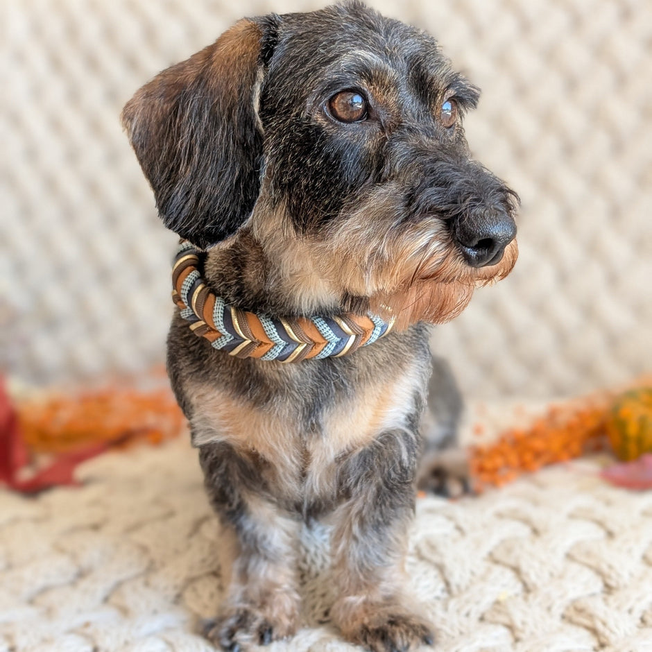 Hund mit Lederhalsband Blue Oak in Dunkelblau & Cognac