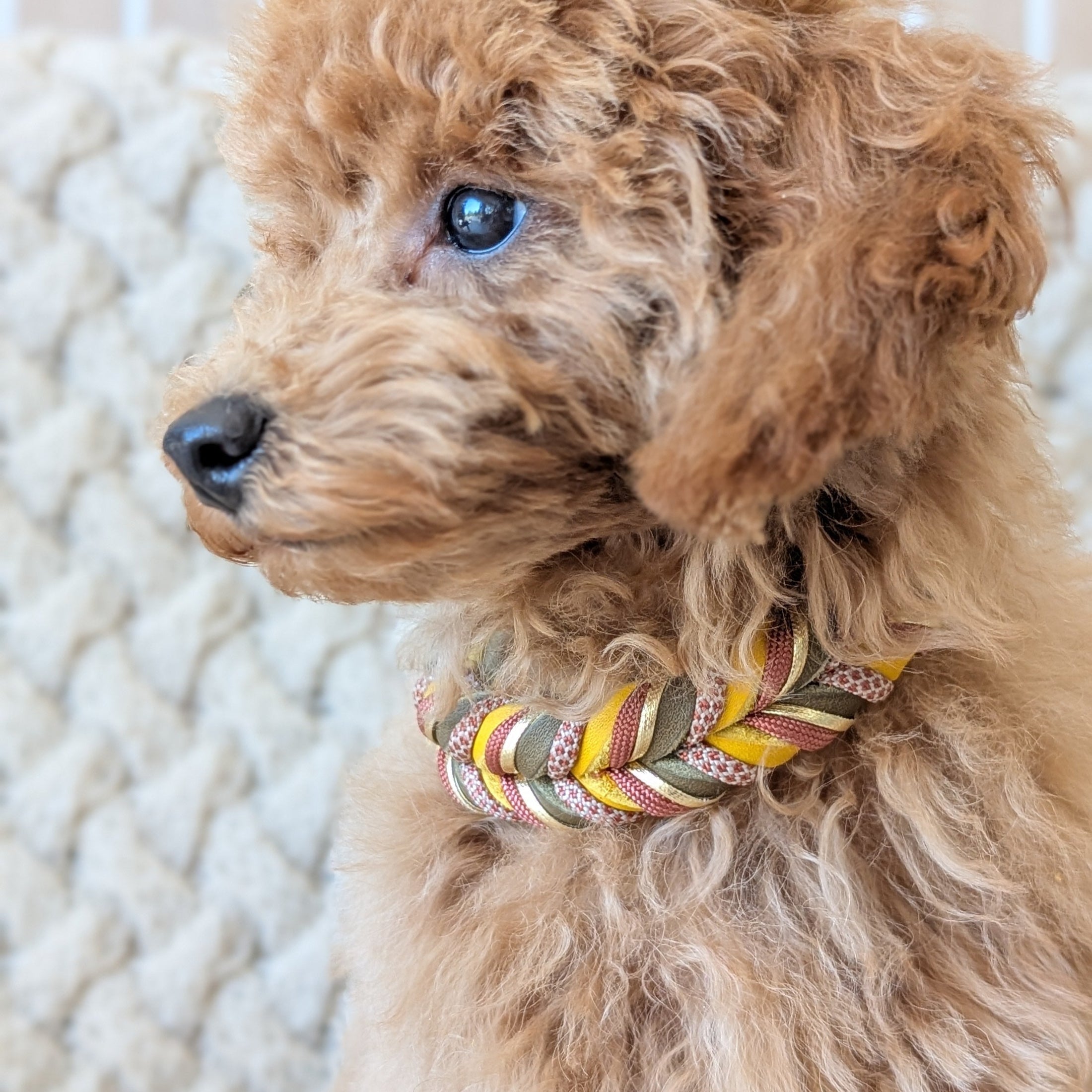 Leder Hundehalsband Autumn Leaf – Herbstkollektion LucyLu Design®