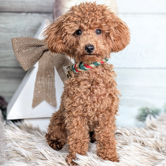 Halsband Holly – handgefertigt aus Fettleder von LucyLu Design®