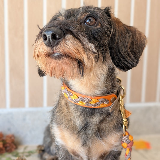 Calma Whiskey Amber – geflochtenes Hundehalsband, Autumn Leaf Kollektion