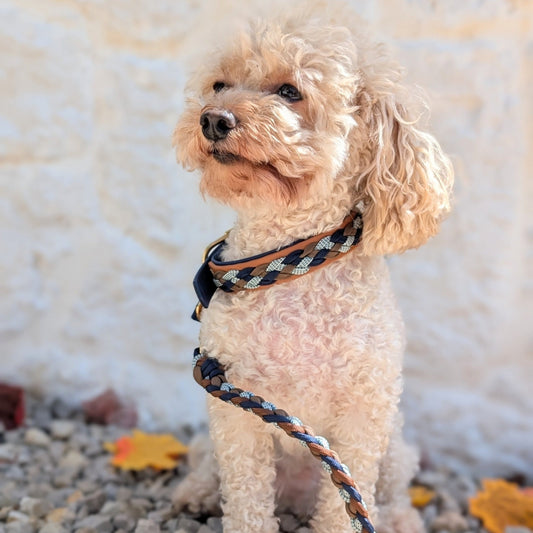 Calma Blue Oak – geflochtenes Hundehalsband, Autumn Leaf Kollektion