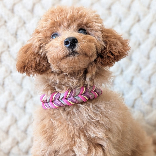 Leder Hundehalsband Autumn Berry – Herbstkollektion LucyLu Design®
