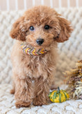 Bild in Galerie-Betrachter laden, Leder Hundehalsband Autumn Leaf – Herbstkollektion LucyLu Design®
