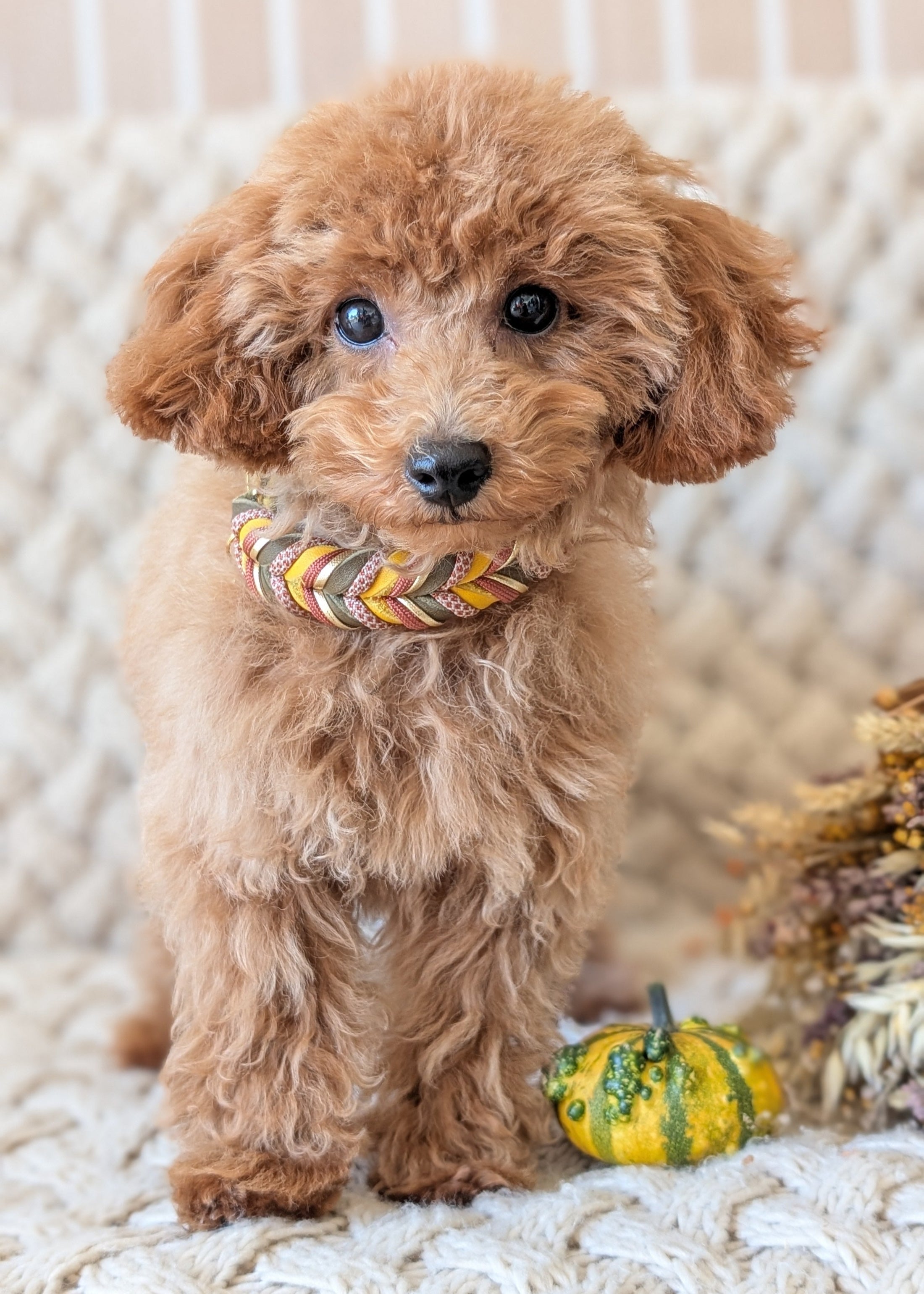 Leder Hundehalsband Autumn Leaf – Herbstkollektion LucyLu Design®
