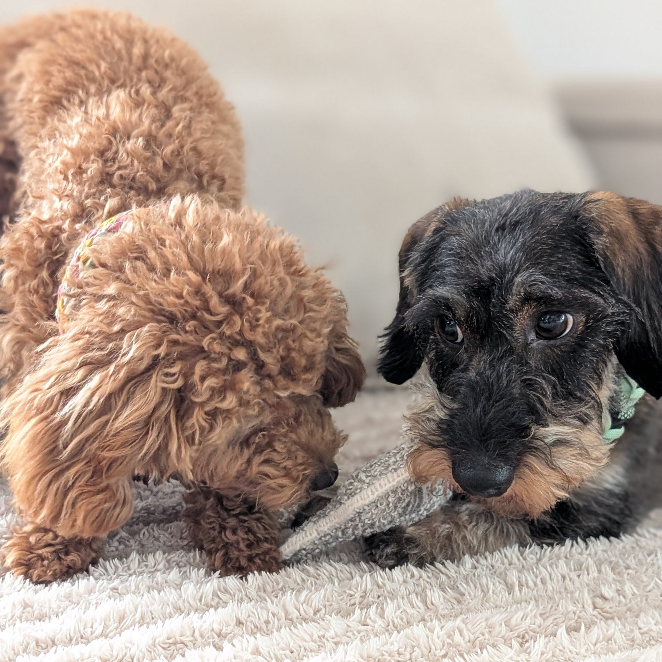 Alpaka-Toys mit Quietscher – handgefertigte Plüsch-Alpakas aus Alpakawolle aus Peru